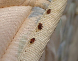 Bed Bugs Treatement 100% control 1 year guarantee (per room charges)
