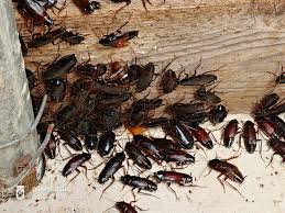 6-Cockroach control commercial (Bakers & Restaurant).