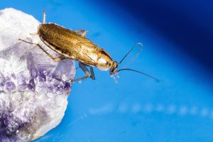 blattella germanica, german cockroach, unhygienic, disgust, insect, parasitic, pest, dirty, illness, danger, kitchen, disease, allergy, health, infection, animal, sick, bacteria, parasite bug, estonia, nature, little, wildlife, outdoor