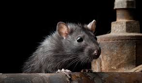 14-Mouse/Rats control treatment Domestic, one house.