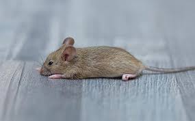 13-Mice (small mouse) control treatment Domestic, one house.