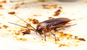 6-cockroach control treatment commercial (Bakers & Restaurant)