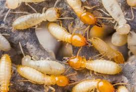 7-Termite control treatment Domestic (each room) 10 years guarantee